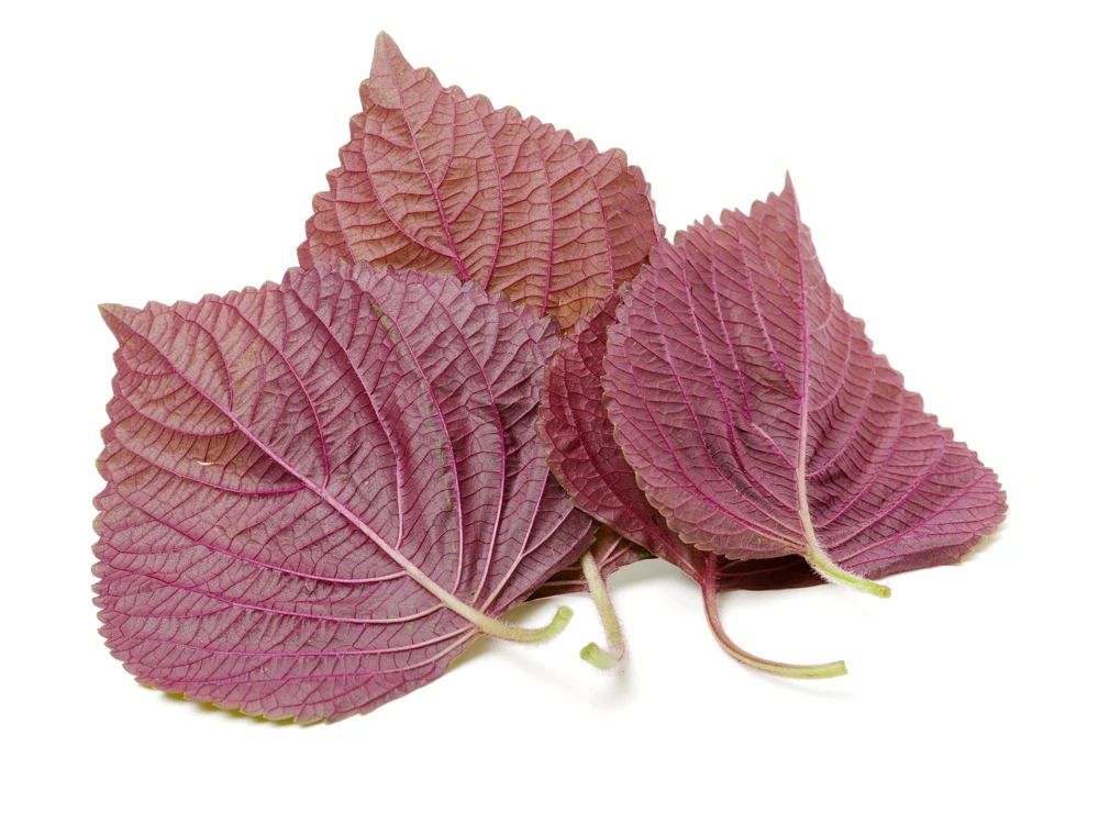 Purple Shiso Seeds - Perilla Frutescens Ornamental Herb - 300 Seeds - Green & Purple Foliage - Image 9