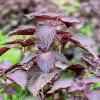 Purple Shiso Seeds - Perilla Frutescens Ornamental Herb - 300 Seeds - Green & Purple Foliage - Image 1