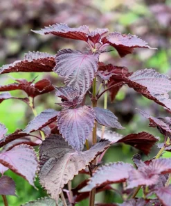Purple Shiso Seeds - Perilla Frutescens Ornamental Herb - 300 Seeds - Green & Purple Foliage - Image 1