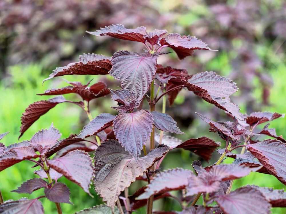 Purple Shiso Seeds - Perilla Frutescens Ornamental Herb - 300 Seeds - Green & Purple Foliage - Image 1
