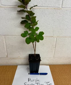Purple Smoke Tree Live Plant - Cotinus coggygria - Quart Pot - Zones 4-8 - Image 2