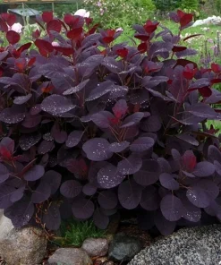 Purple Smoke Tree Live Plant - Cotinus coggygria - Quart Pot - Zones 4-8 - Image 3
