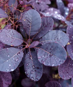 Purple Smoke Tree Live Plant - Cotinus coggygria - Quart Pot - Zones 4-8 - Image 1