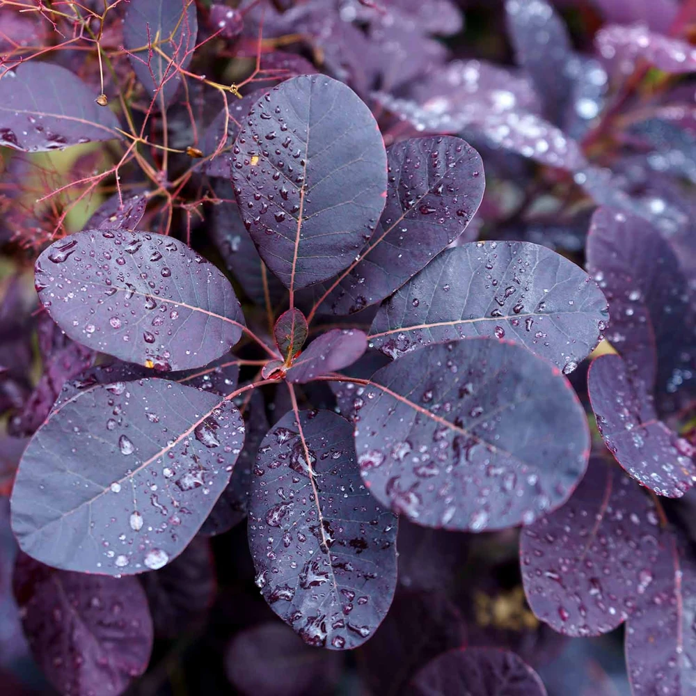 Purple Smoke Tree Live Plant - Cotinus coggygria - Quart Pot - Zones 4-8 - Image 1