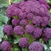 Purple Sprouting Broccoli Seeds - 200 Count - Extra Early Harvest - Image 1