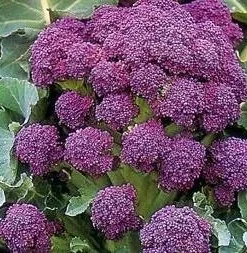 Purple Sprouting Broccoli Seeds - 200 Count - Extra Early Harvest - Image 1
