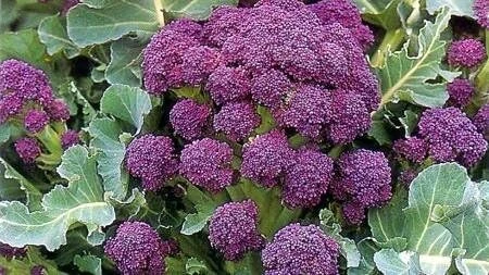 Purple Sprouting Broccoli Seeds - 200 Count - Extra Early Harvest - Image 1
