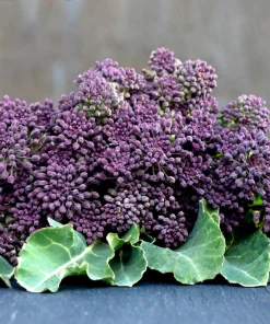 Purple Sprouting Broccoli Seeds - Brassica Oleracea Vegetable Seeds - 200 Count - Image 10