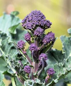 Purple Sprouting Broccoli Seeds - Brassica Oleracea Vegetable Seeds - 200 Count - Image 11