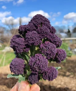 Purple Sprouting Broccoli Seeds - Brassica Oleracea Vegetable Seeds - 200 Count - Image 2