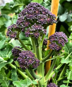 Purple Sprouting Broccoli Seeds - Brassica Oleracea Vegetable Seeds - 200 Count - Image 3
