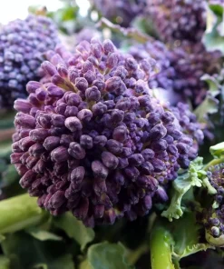 Purple Sprouting Broccoli Seeds - Brassica Oleracea Vegetable Seeds - 200 Count - Image 5
