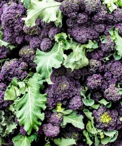 Purple Sprouting Broccoli Seeds - Brassica Oleracea Vegetable Seeds - 200 Count - Image 6