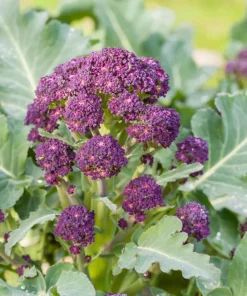 Purple Sprouting Broccoli Seeds - Brassica Oleracea Vegetable Seeds - 200 Count - Image 8