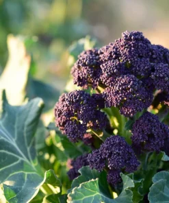 Purple Sprouting Broccoli Seeds - Brassica Oleracea Vegetable Seeds - 200 Count - Image 9