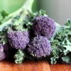 Purple Sprouting Broccoli Seeds - Brassica Oleracea Vegetable Seeds - 200 Count - Image 1