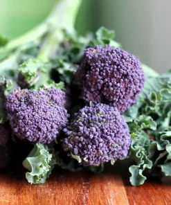 Purple Sprouting Broccoli Seeds - Brassica Oleracea Vegetable Seeds - 200 Count - Image 1