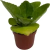 Purple Sunday Asian Violet Primulina Live House Plant – 2.5" Pot - Image 1
