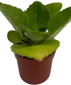 Purple Sunday Asian Violet Primulina Live House Plant – 2.5