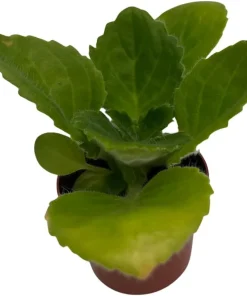 Purple Sunday Asian Violet Primulina Live House Plant – 2.5" Pot - Image 2