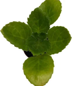 Purple Sunday Asian Violet Primulina Live House Plant – 2.5