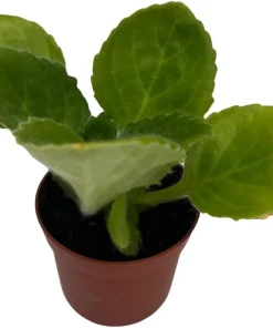 Purple Sunday Asian Violet Primulina Live House Plant – 2.5