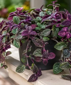 Purple Swedish Ivy Live Plant - 2 Pack, 3-6 Inch Tall Trailing Houseplant for Indoors - Image 2