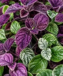 Purple Swedish Ivy Live Plant - 2 Pack, 3-6 Inch Tall Trailing Houseplant for Indoors - Image 3