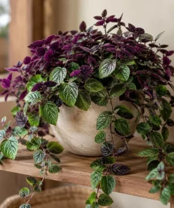 Purple Swedish Ivy Live Plant - 2 Pack, 3-6 Inch Tall Trailing Houseplant for Indoors - Image 4