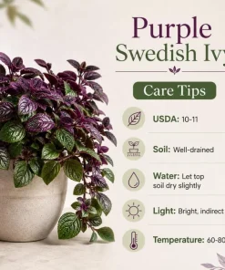 Purple Swedish Ivy Live Plant - 2 Pack, 3-6 Inch Tall Trailing Houseplant for Indoors - Image 5