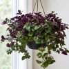Purple Swedish Ivy Live Plant - 2 Pack, 3-6 Inch Tall Trailing Houseplant for Indoors - Image 1