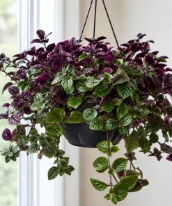 Purple Swedish Ivy Live Plant - 2 Pack, 3-6 Inch Tall Trailing Houseplant for Indoors - Image 1