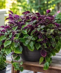 Purple Swedish Ivy Live Plant, 2 Plants in 4-Inch Pot, 3-6 Inch Tall Trailing Houseplant - Image 3