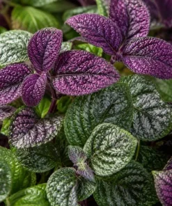 Purple Swedish Ivy Live Plant, 2 Plants in 4-Inch Pot, 3-6 Inch Tall Trailing Houseplant - Image 4