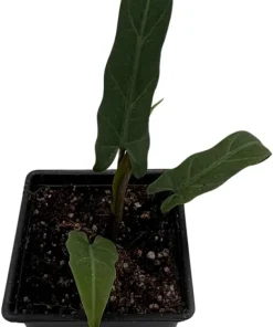 Purple Sword Elephant Ear Live Plant - Alocasia lauterbachiana - 2.5" Pot Houseplant - Image 2
