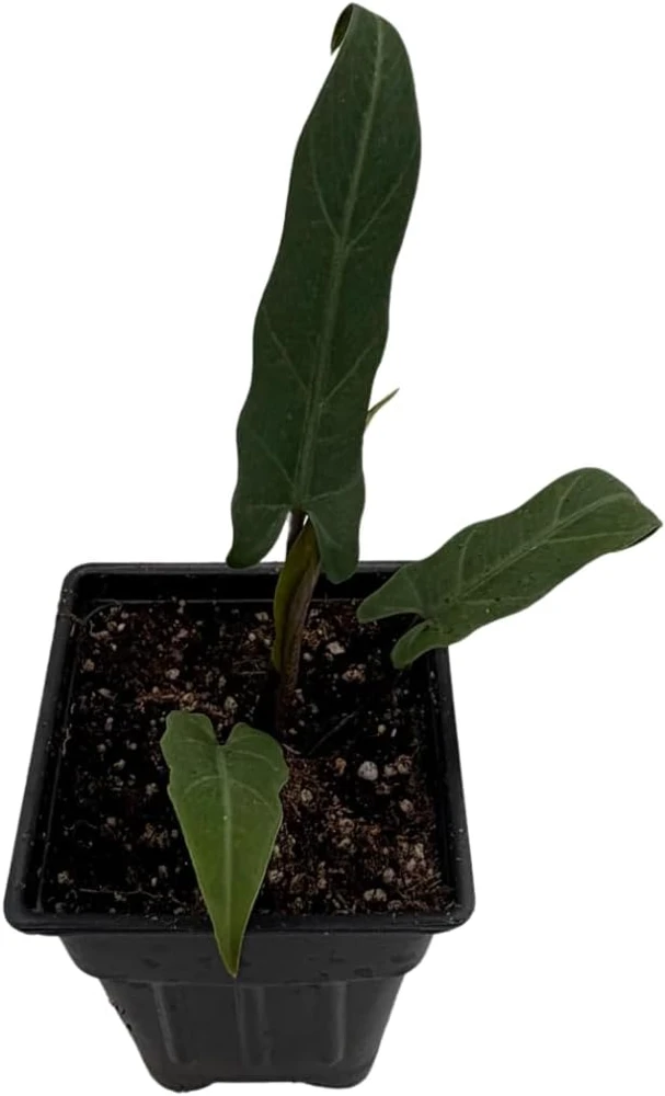 Purple Sword Elephant Ear Live Plant - Alocasia lauterbachiana - 2.5" Pot Houseplant - Image 2