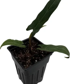Purple Sword Elephant Ear Live Plant - Alocasia lauterbachiana - 2.5