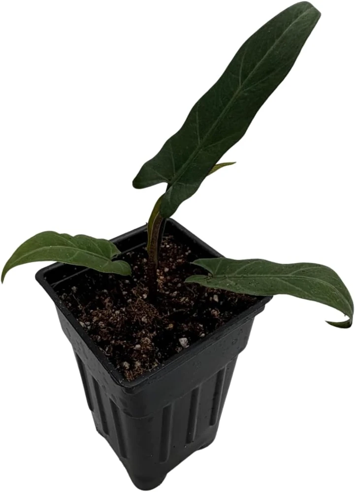 Purple Sword Elephant Ear Live Plant - Alocasia lauterbachiana - 2.5" Pot Houseplant - Image 3