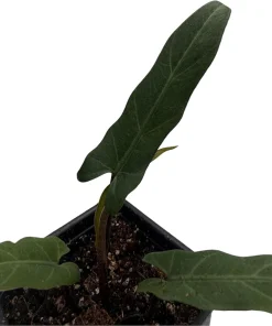 Purple Sword Elephant Ear Live Plant - Alocasia lauterbachiana - 2.5