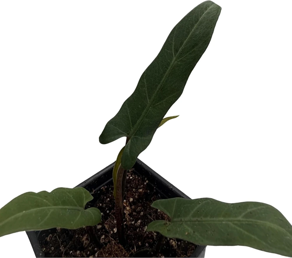 Purple Sword Elephant Ear Live Plant - Alocasia lauterbachiana - 2.5" Pot Houseplant - Image 4