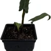 Purple Sword Elephant Ear Live Plant - Alocasia lauterbachiana - 2.5" Pot Houseplant - Image 1