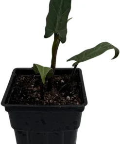 Purple Sword Elephant Ear Live Plant - Alocasia lauterbachiana - 2.5