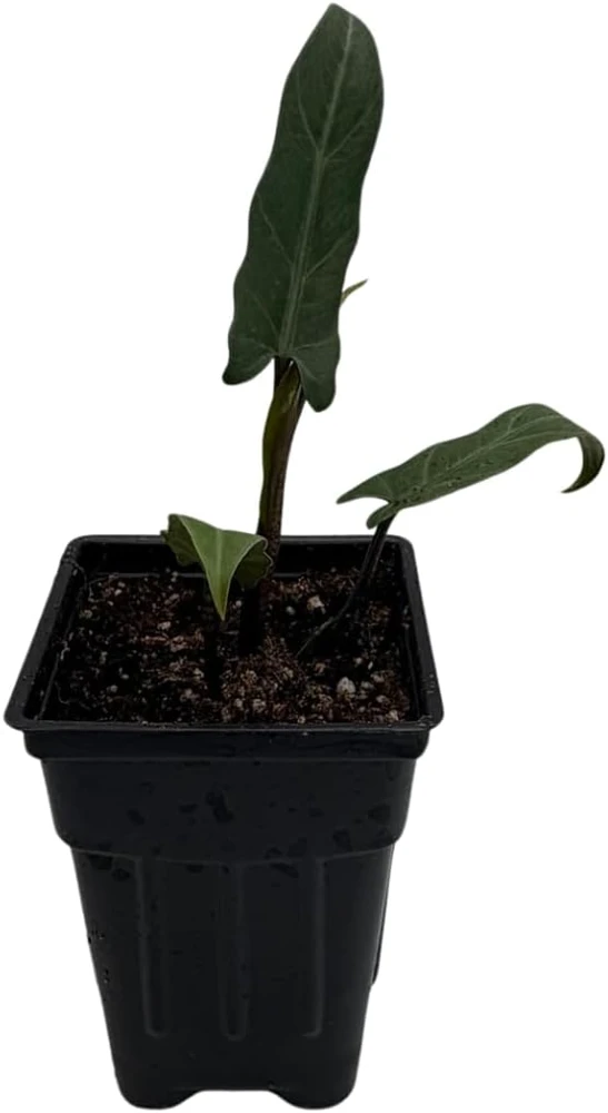 Purple Sword Elephant Ear Live Plant - Alocasia lauterbachiana - 2.5" Pot Houseplant - Image 1