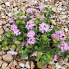 Purple Trailing Lantana Live Plant – Lantana montevidensis Ground Cover – 1 Gallon Pot – Outdoor - Image 1