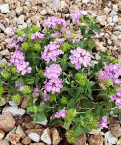 Purple Trailing Lantana Live Plant – Lantana montevidensis Ground Cover – 1 Gallon Pot – Outdoor - Image 1