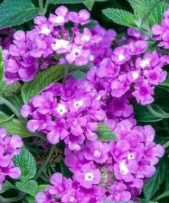 Purple Trailing Lantana Live Plant – Lantana montevidensis Ground Cover – 1 Gallon Pot – Outdoor - Image 2