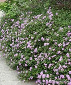 Purple Trailing Lantana Live Plant – Lantana montevidensis Ground Cover – 1 Gallon Pot – Outdoor - Image 3