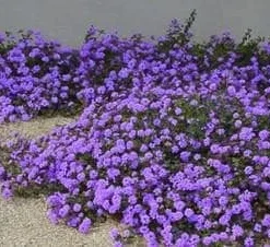 Purple Trailing Lantana Live Plant – Lantana montevidensis Ground Cover – 1 Gallon Pot – Outdoor - Image 4
