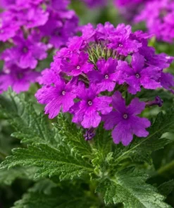 Purple Verbena Live Plant 4-6 Inch Tall – Flowering Garden Plant – Indoor/Outdoor - Image 4