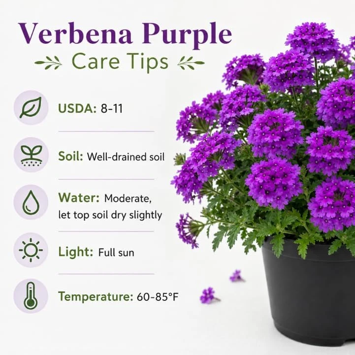 Purple Verbena Live Plant 4-6 Inch Tall – Flowering Garden Plant – Indoor/Outdoor - Image 5